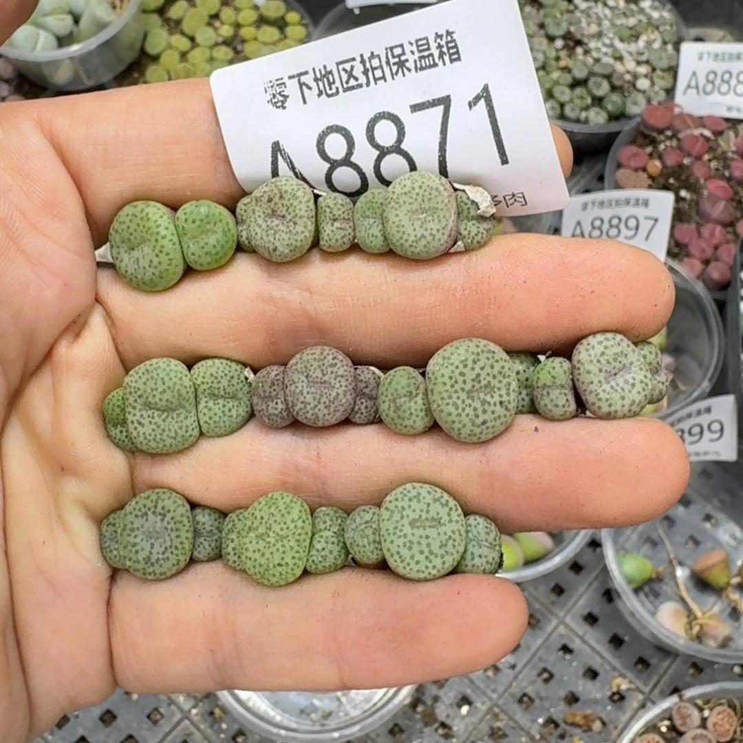 8871––零下地区需拍保温箱