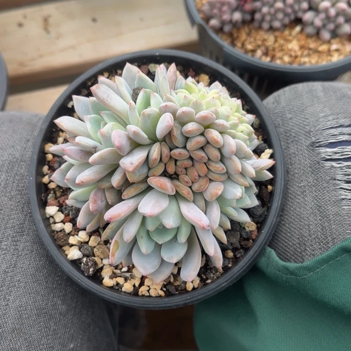 星影缀化五十包邮老桩