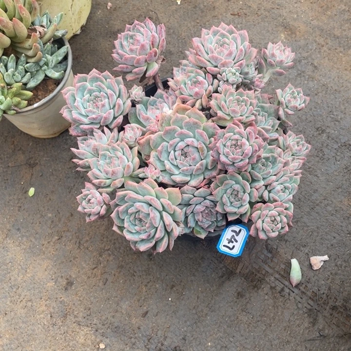 747霜花 一物一拍多肉