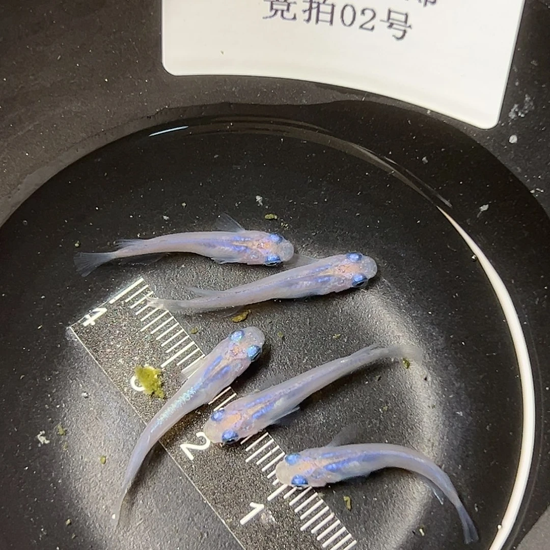 海水观背青鱂水滴一组02