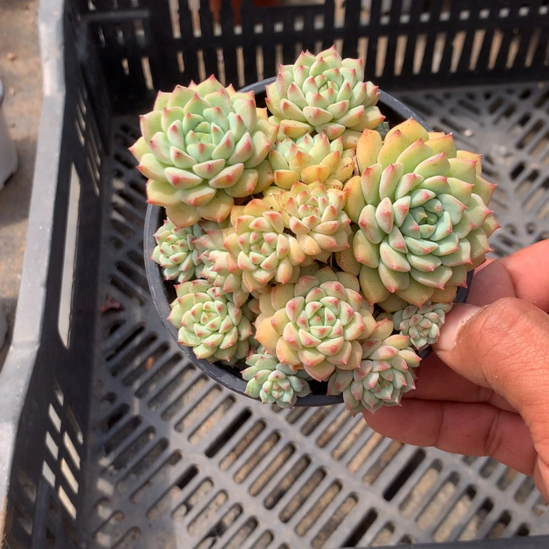 你也快回来吃饭哈