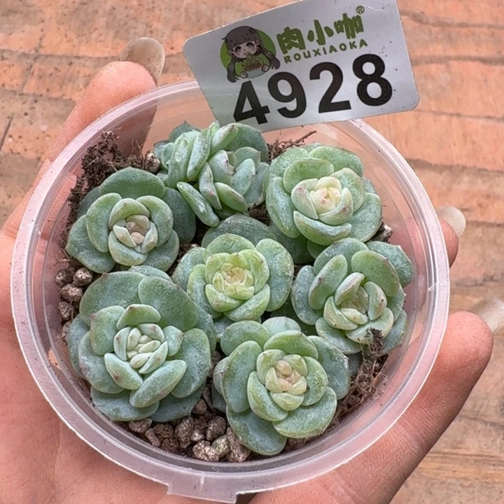 多肉植物多肉植物