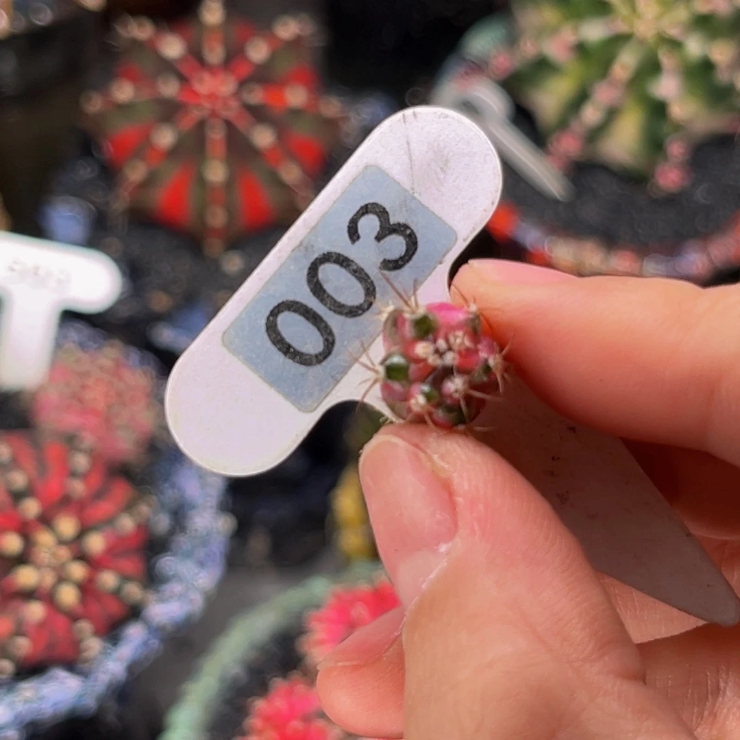 秋***呀专拍的 米哈仙人球