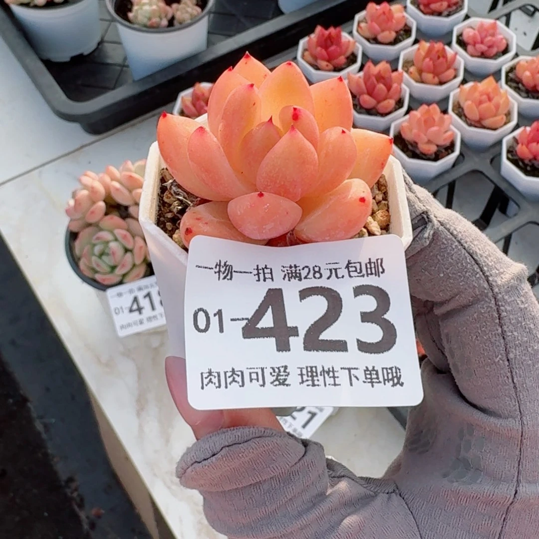 香槟杂无盆土发货无盆土无