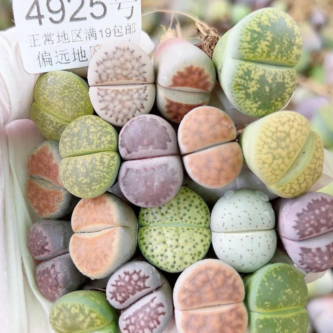 4925 好养易活生石花大母本