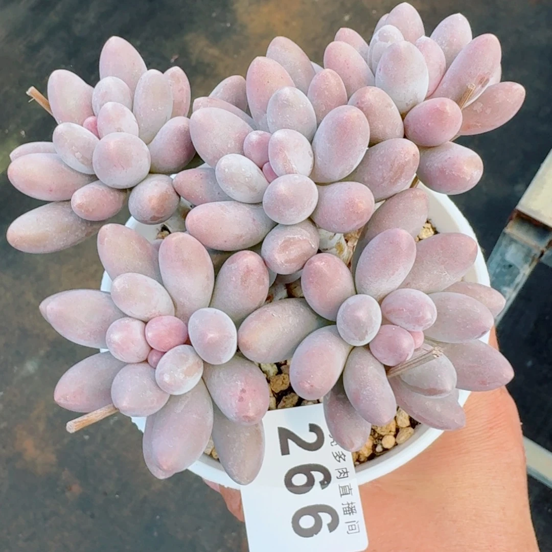 汤圆群生整装无砍
