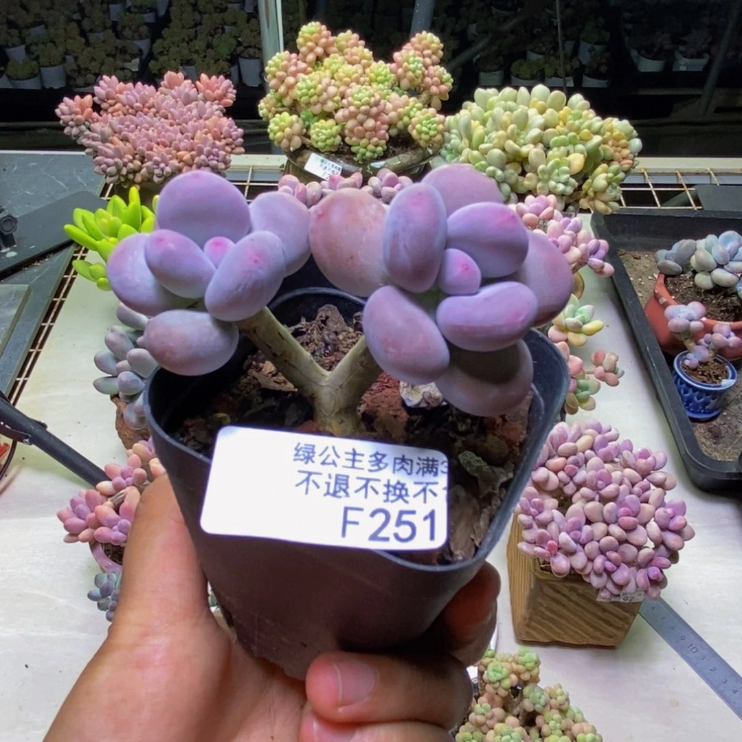 251彩虹奶多肉6cm