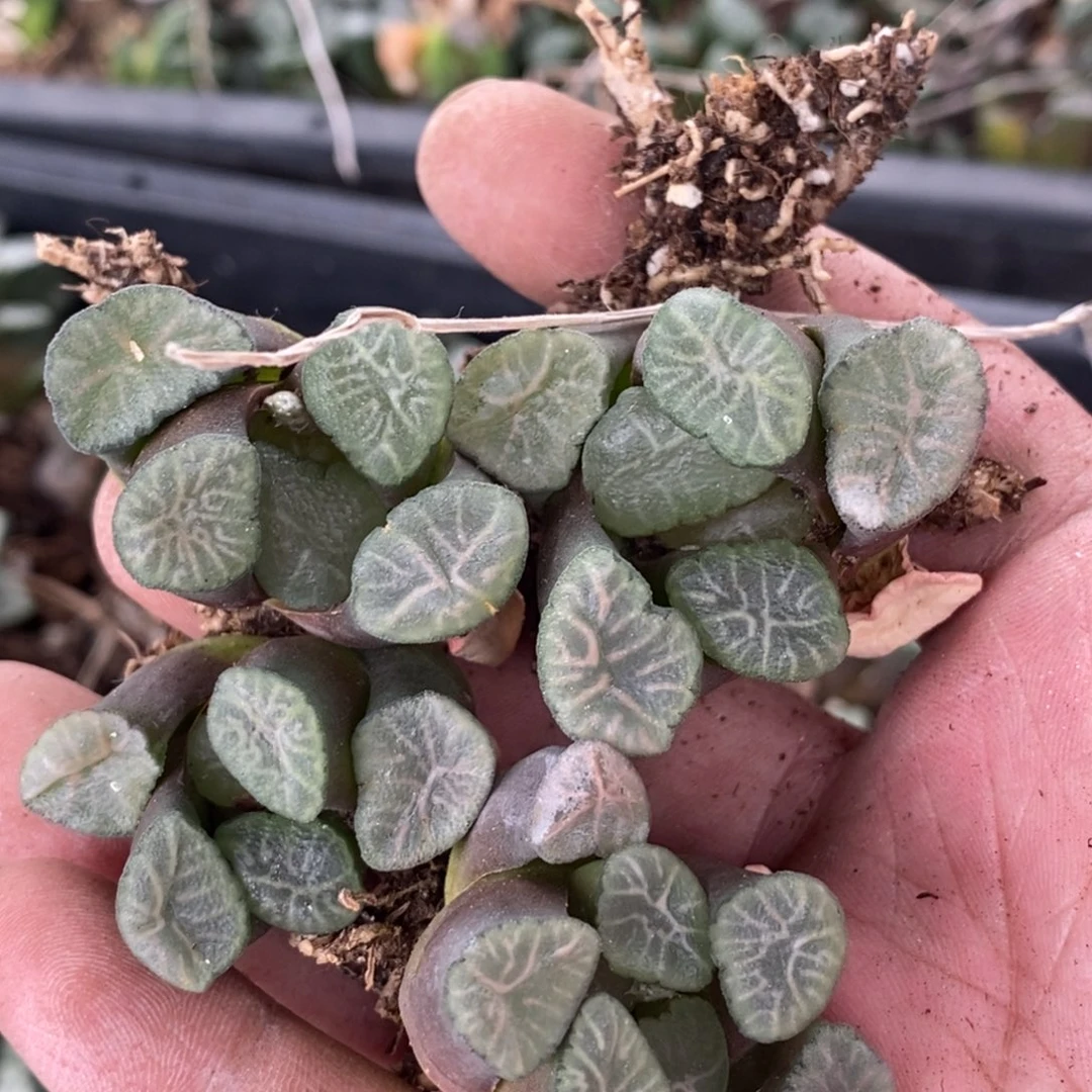 1676 一颗小字母万象 超级618福利。