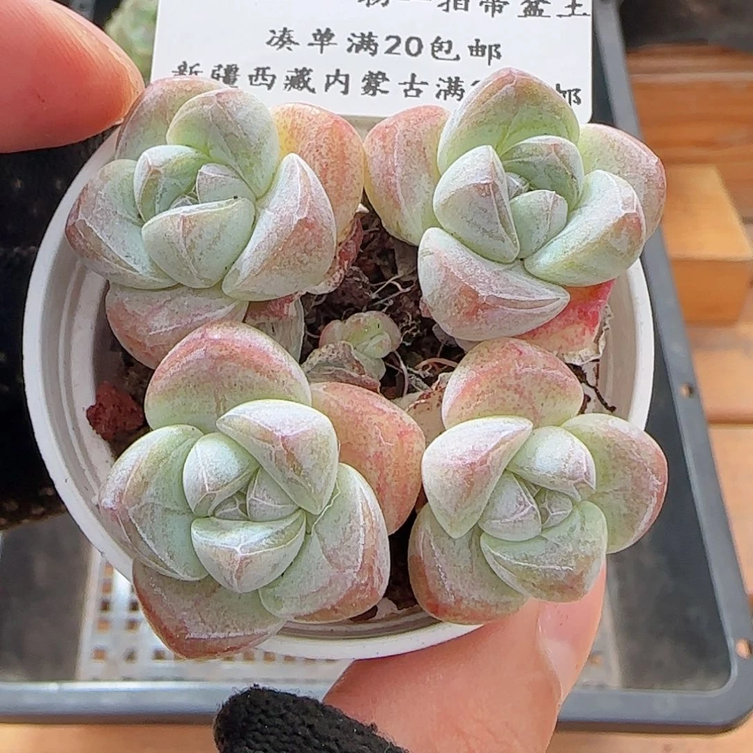 0623---314冰玉冰玉