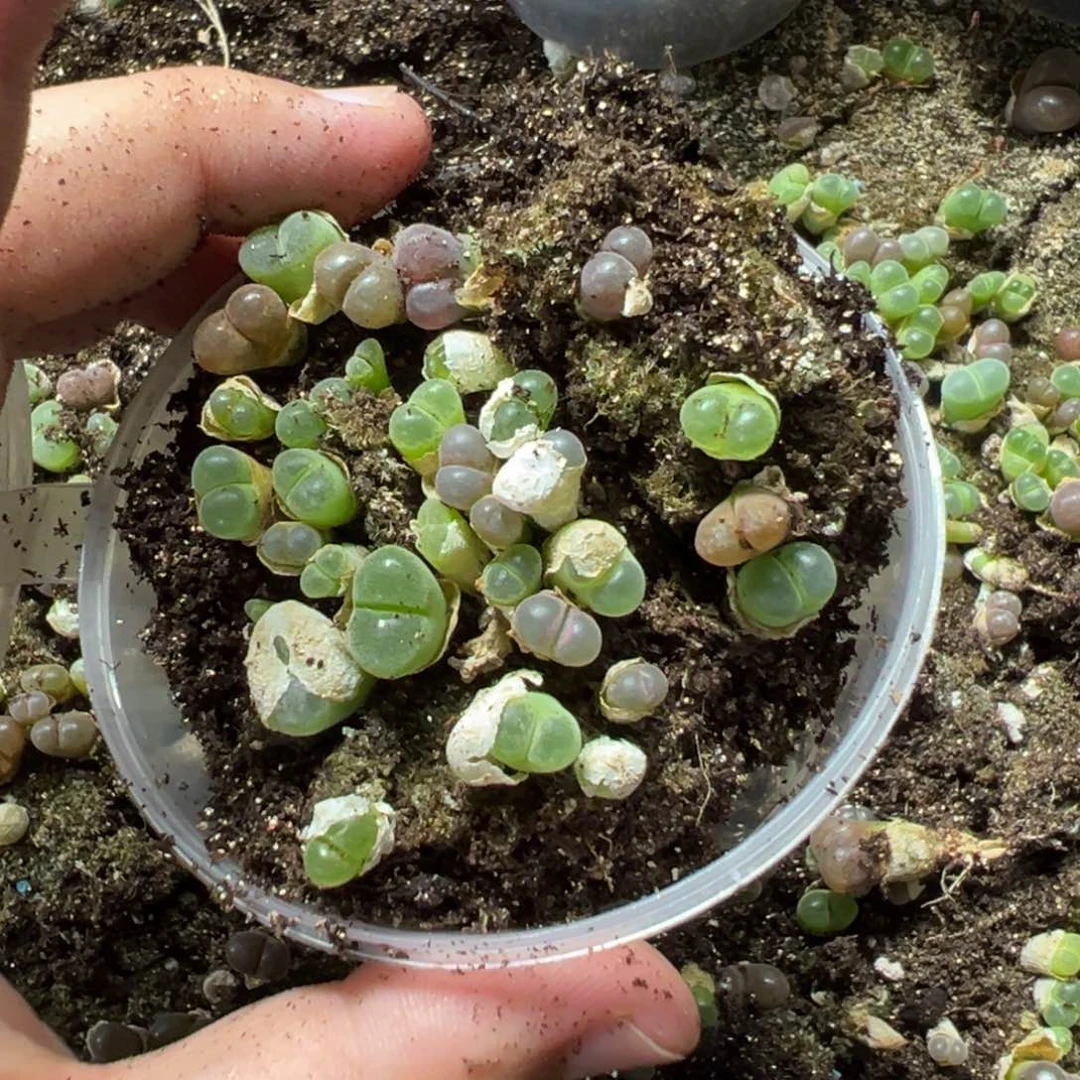 30-164量拍编号混风铃一盆