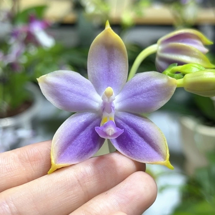 完全开放2.5寸yw16开花株