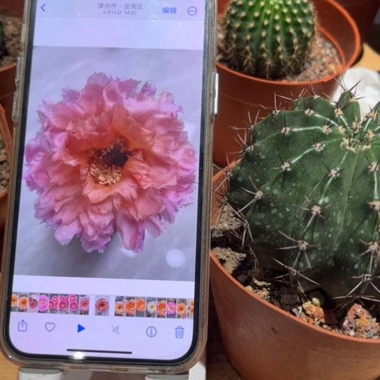 露露破烂边7公分左右