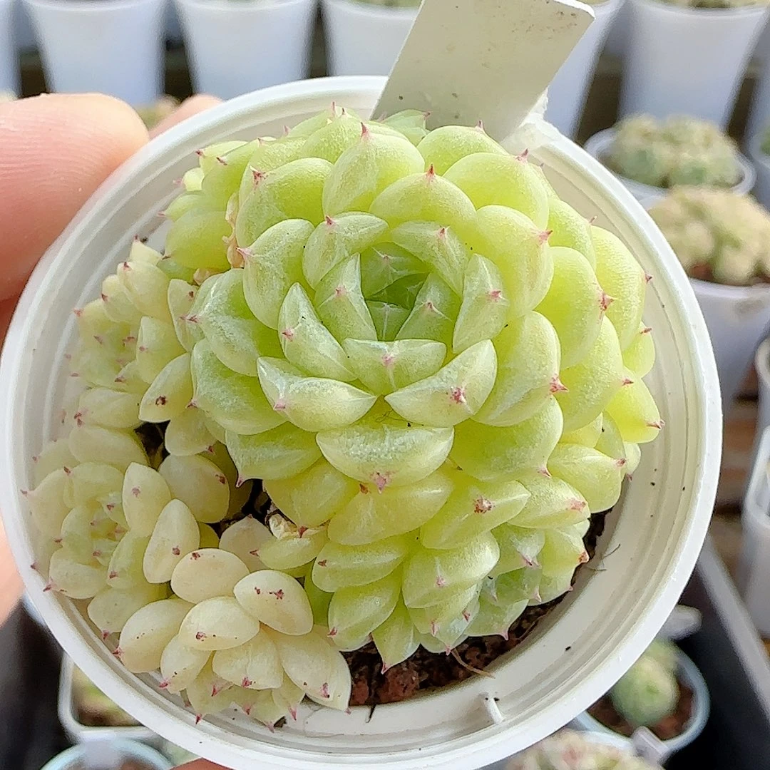 1117-23（xx-53）优选