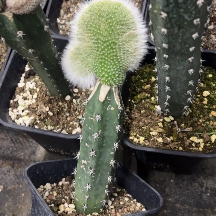 完全开放嫁接九尾狐坠化脱土发