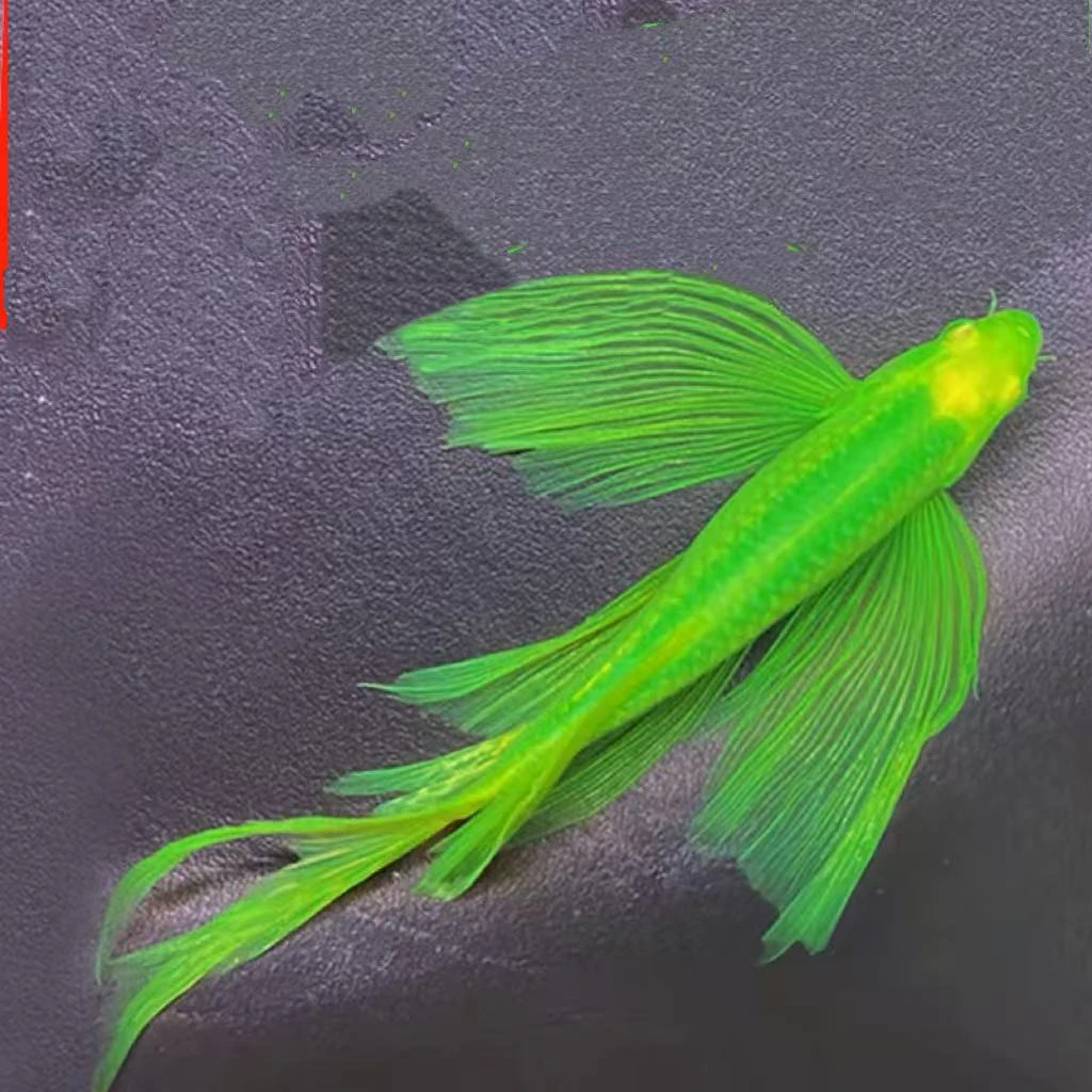 精品蝶翼斑马鱼长尾长鳍热带淡水鱼观赏好养活蝶翼滤材钻石蝴蝶鲤