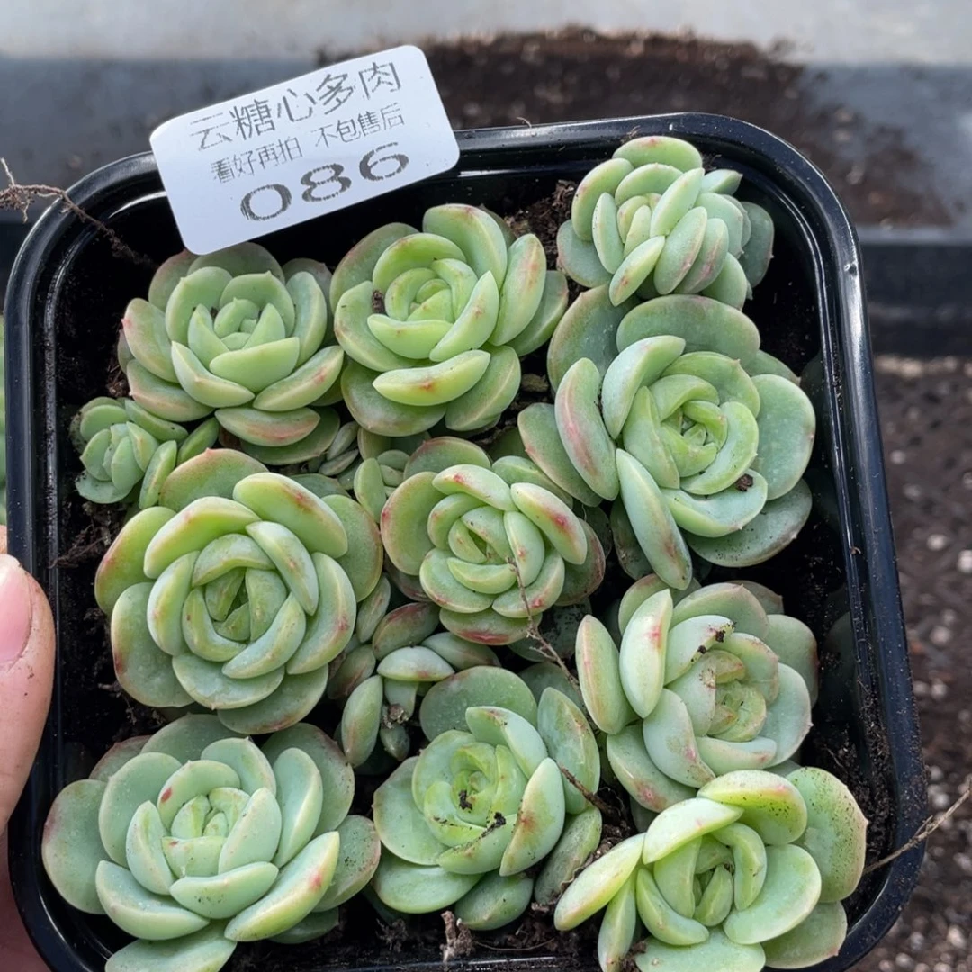云糖心多肉植物86