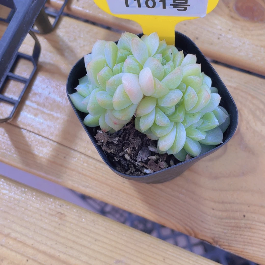 1101号 绿透珍妮白桃朵朵缀