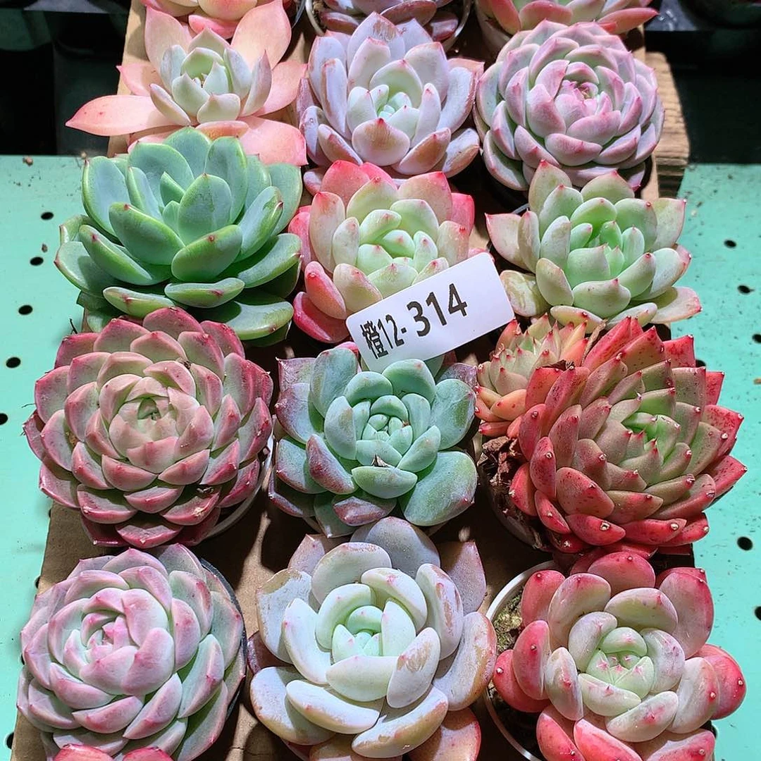 12-314一物一拍带盆18颗