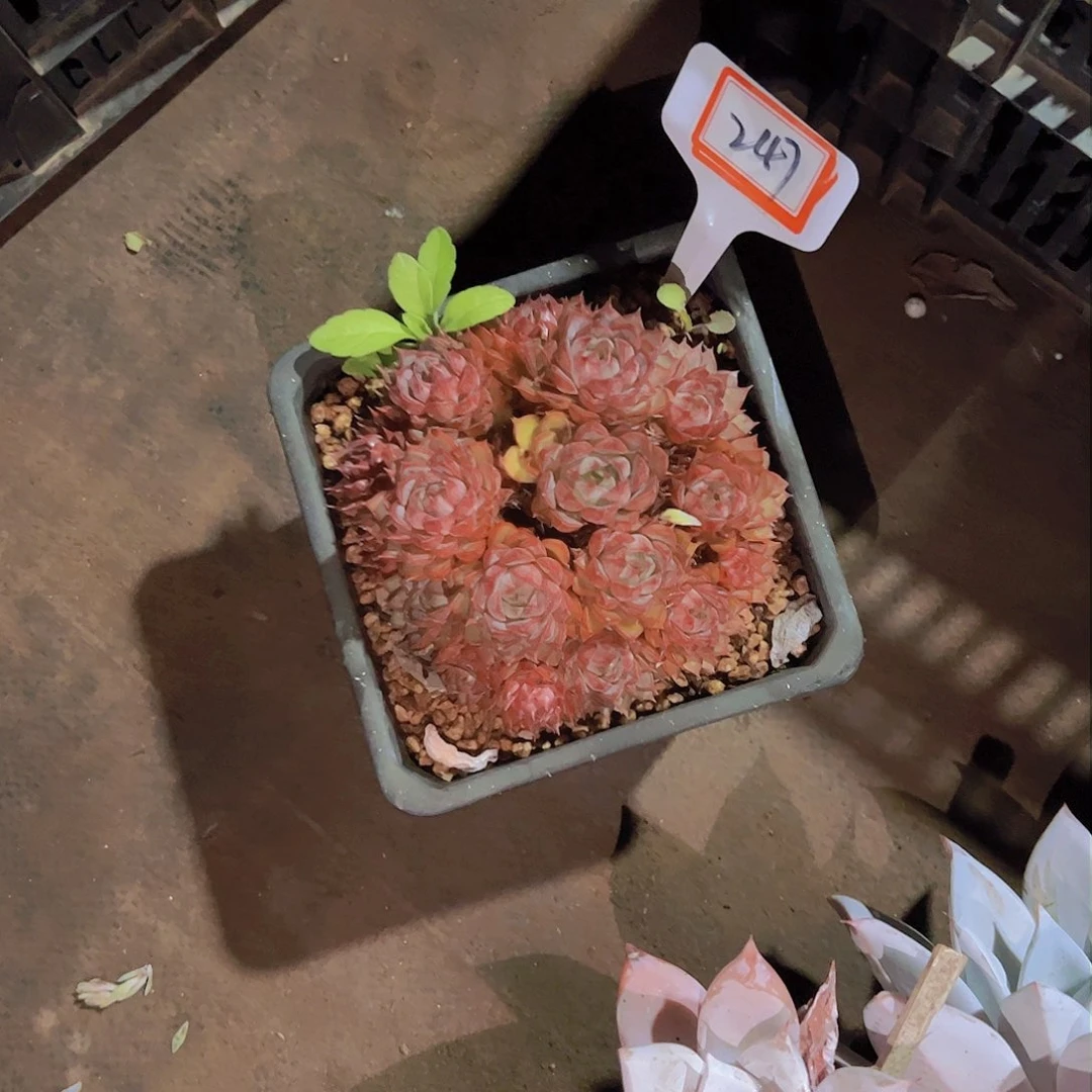 ?****?247夏梦58。。。