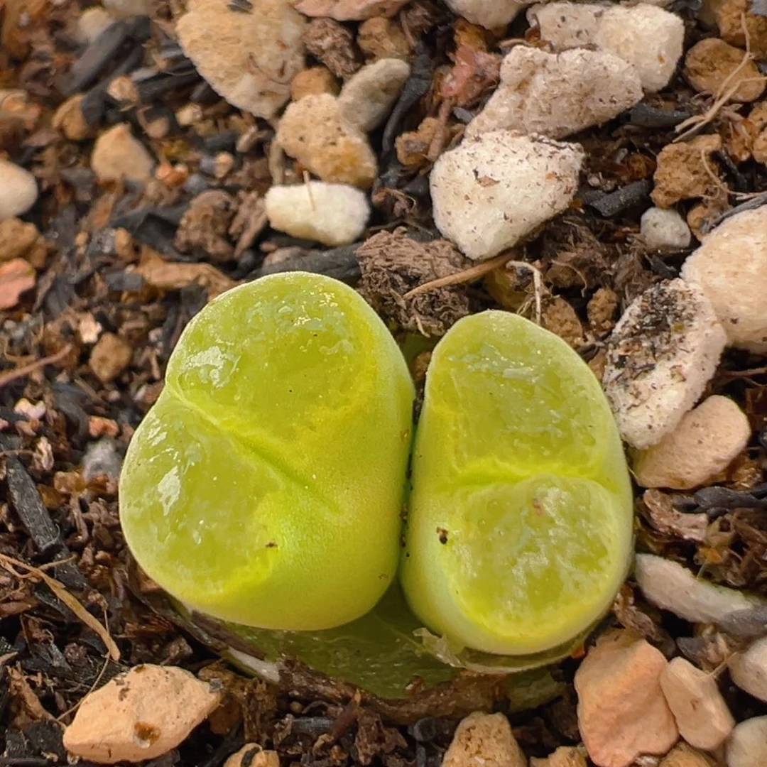 128多肉植物百科知识