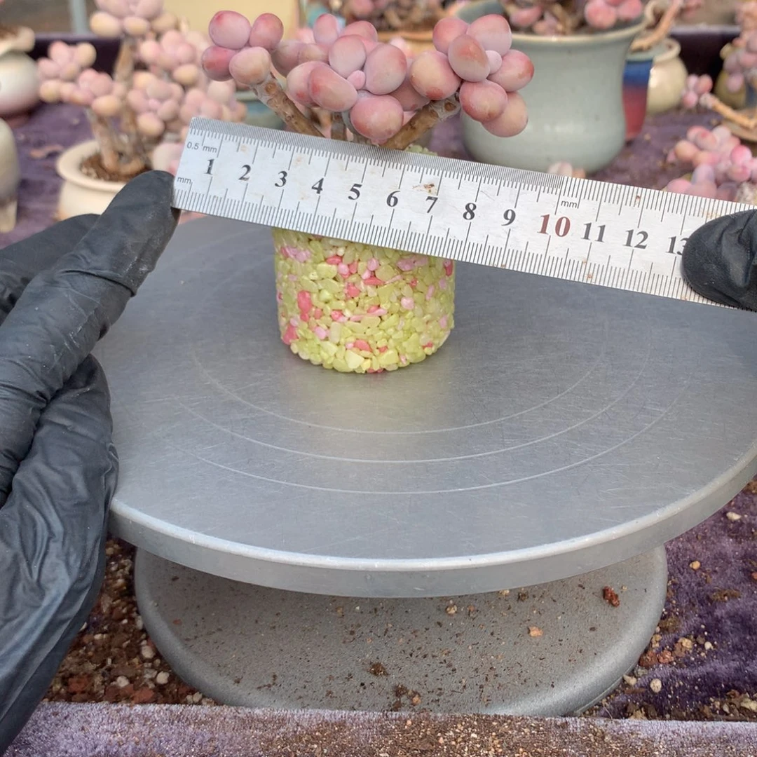 32号带盆偏远地区不包邮的