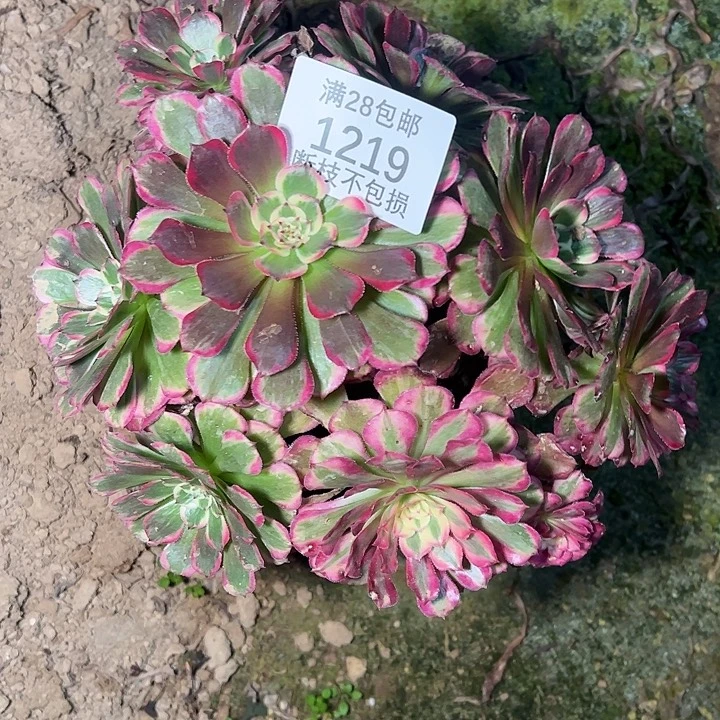 ****夕1219霁月多肉植物