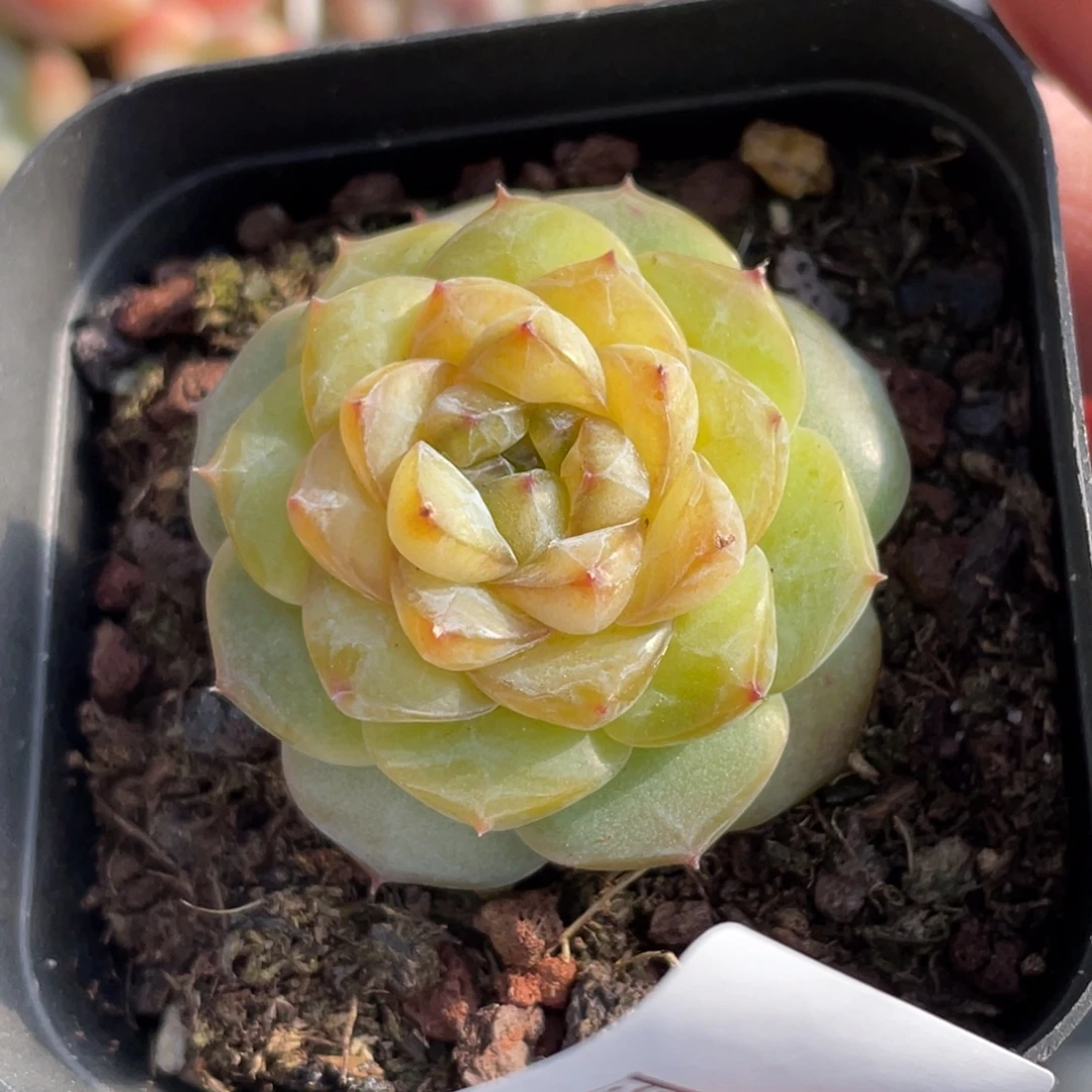 159号糖心冰心珍妮 金桔