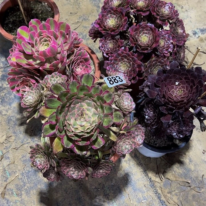 无花朵?***鱼四颗法师编号883