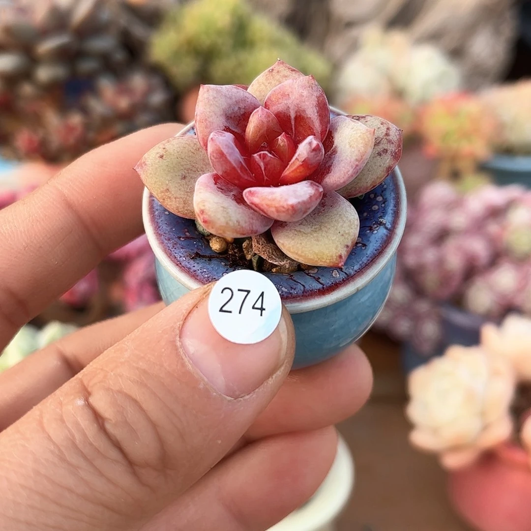 德国香槟274 含盆含土发货 30包邮偏远除外