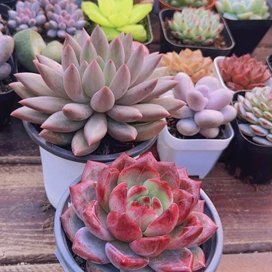 大夜魔侠➕大红蜻蜓➕1土