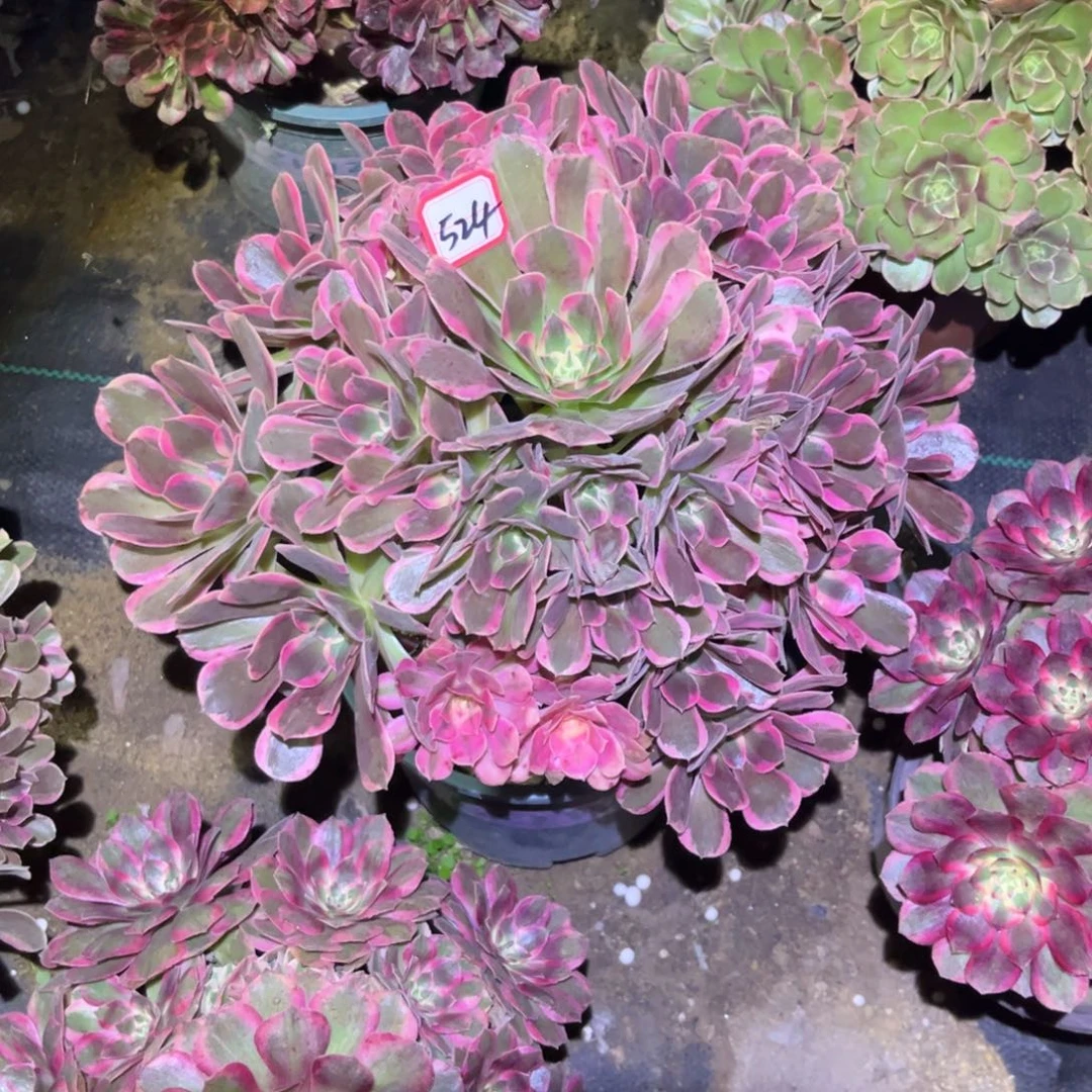 524多肉植物花样年华