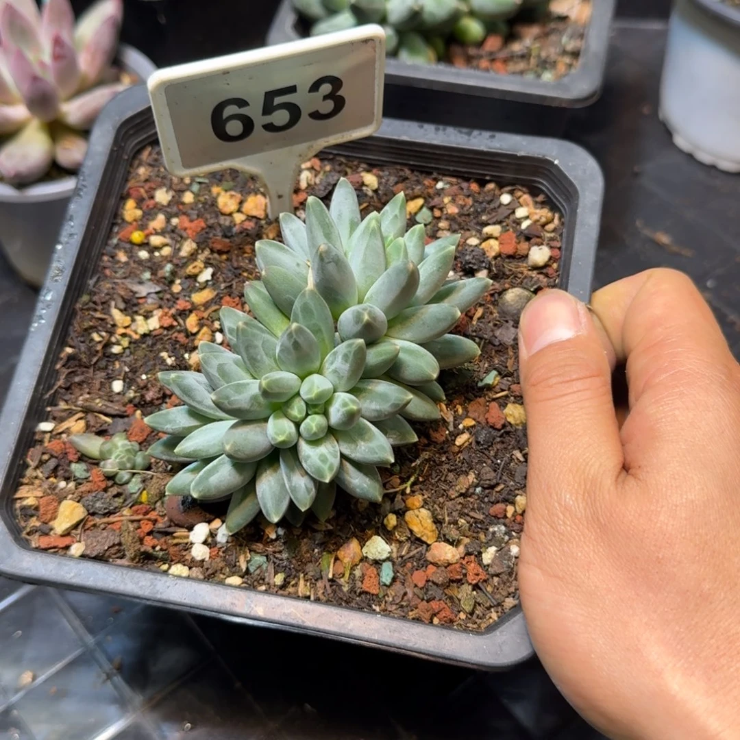 多肉植物伊卡鲁斯653