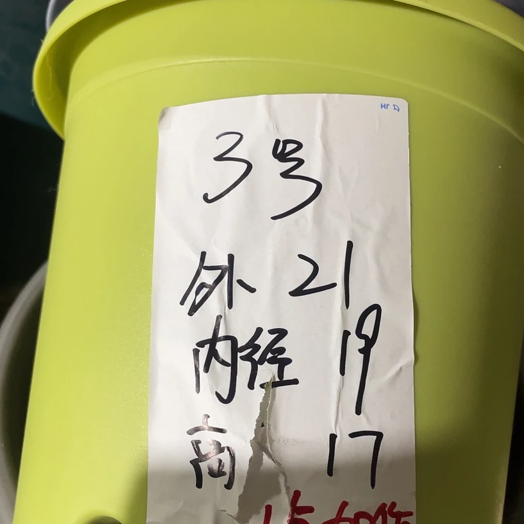 四季3号果绿色10个无拖