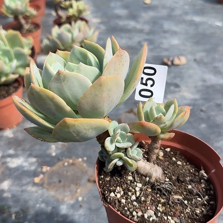 无*050白凤脱土发货