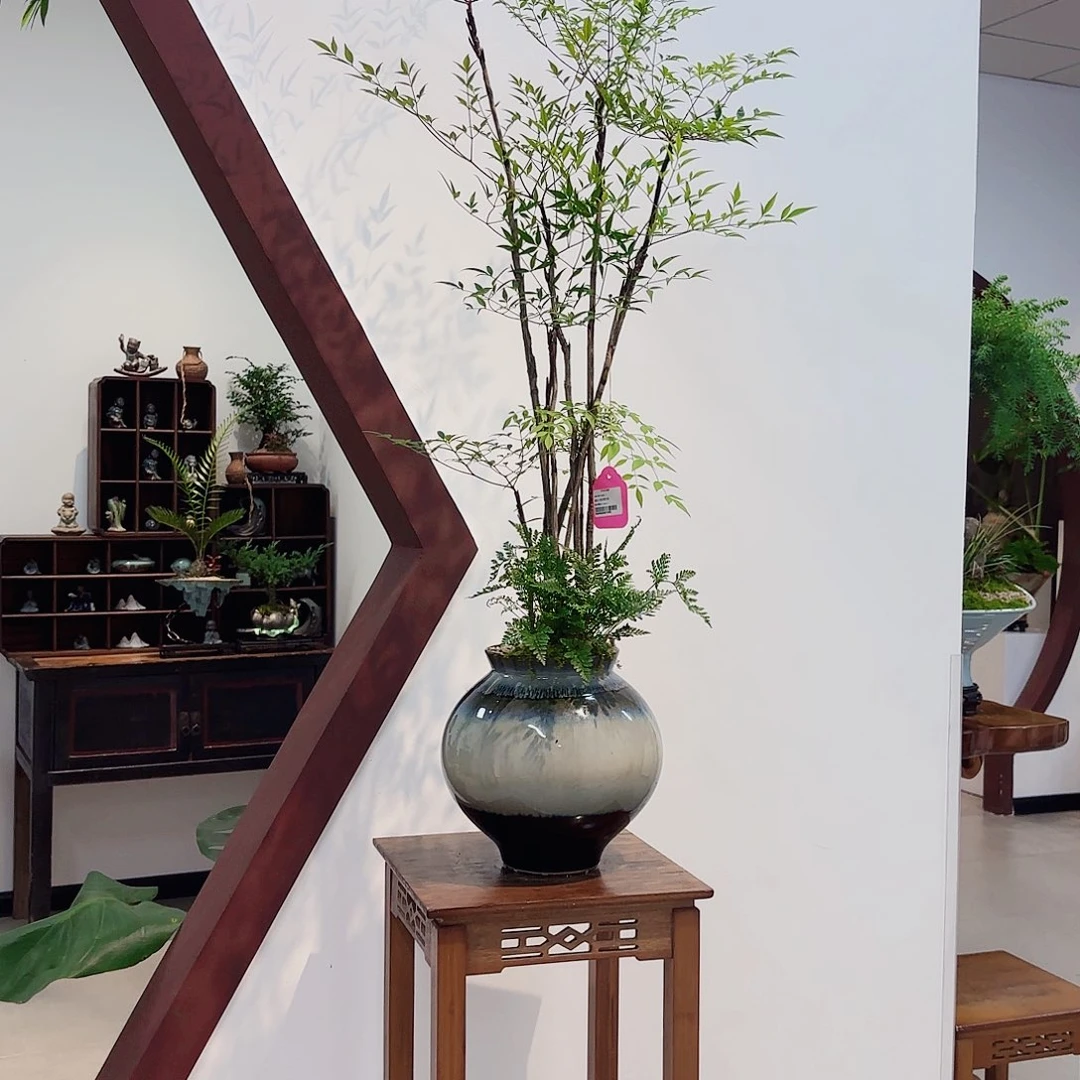 无花朵高端艺术盆景一物一拍