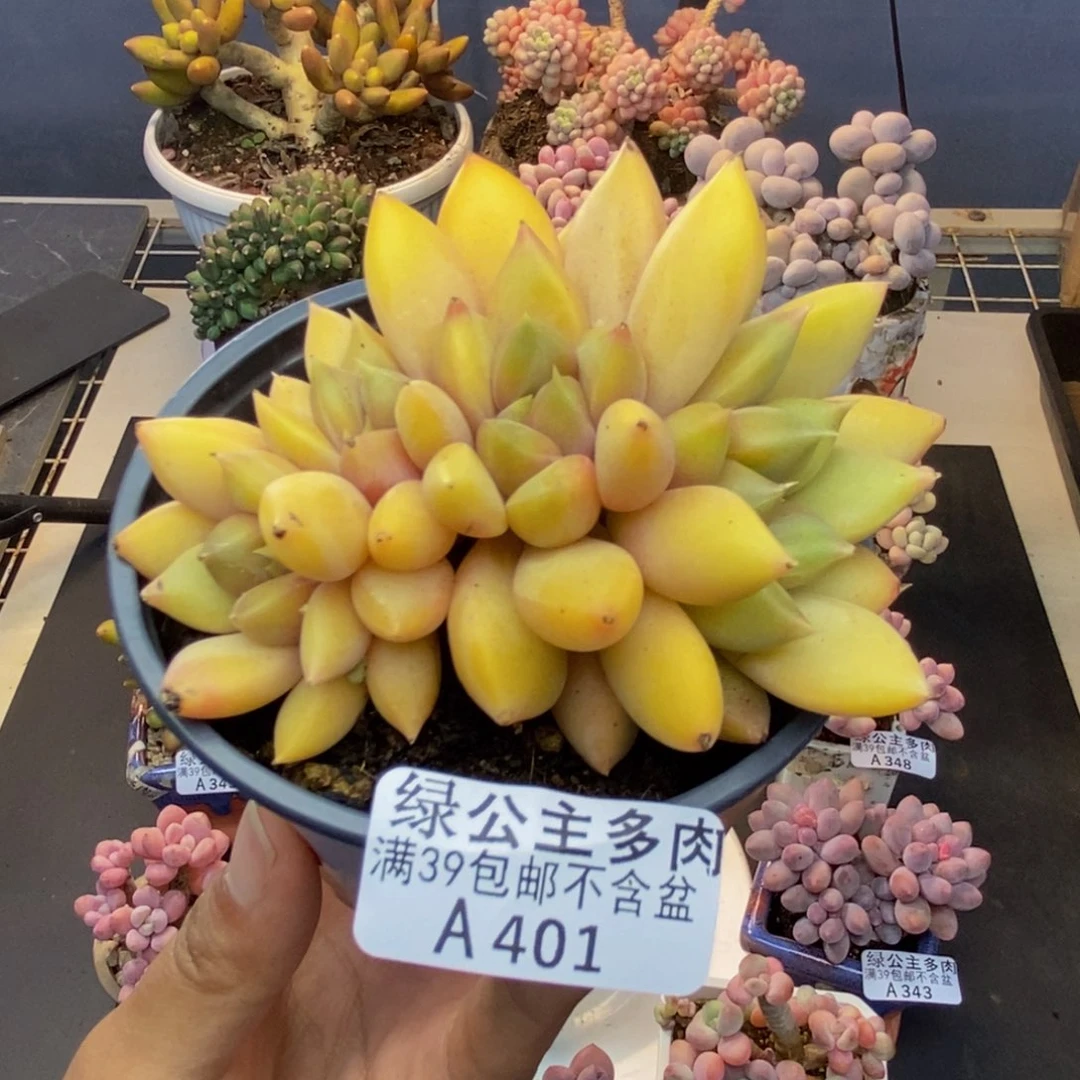 401象牙奶朵朵缀多肉8c m