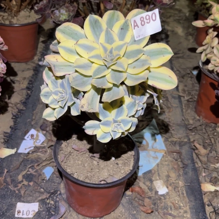 灿烂多肉植物不包损890会氧化发黑