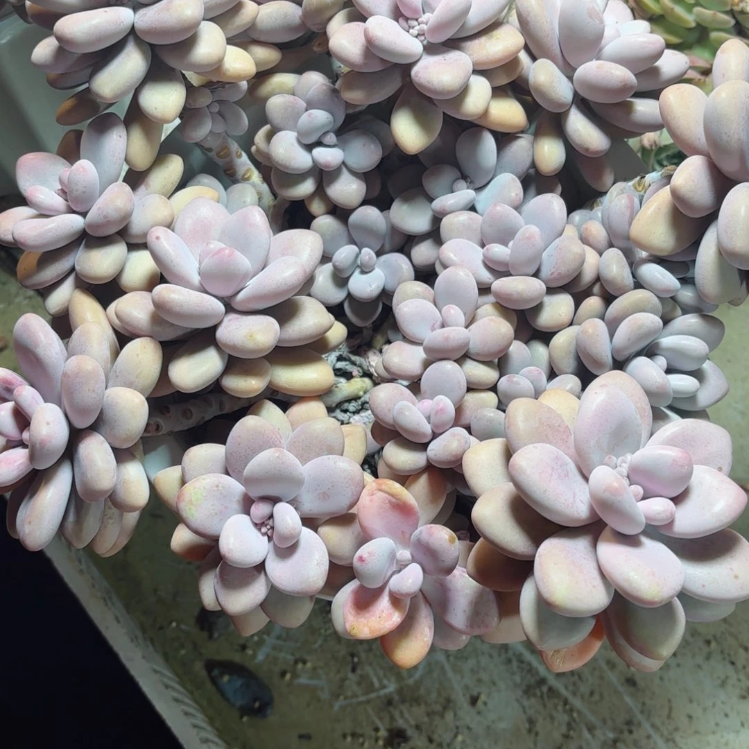 泡***竹桃蛋28-19。