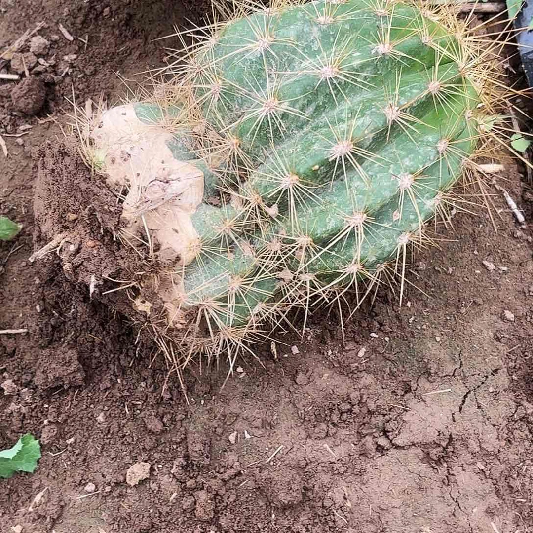 236 带根毛花瑕疵瑕疵