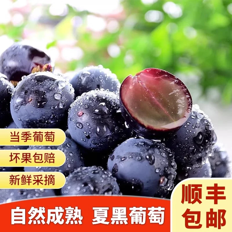 【顺丰冷链】夏黑葡萄无籽新鲜现摘精品果坏果包赔