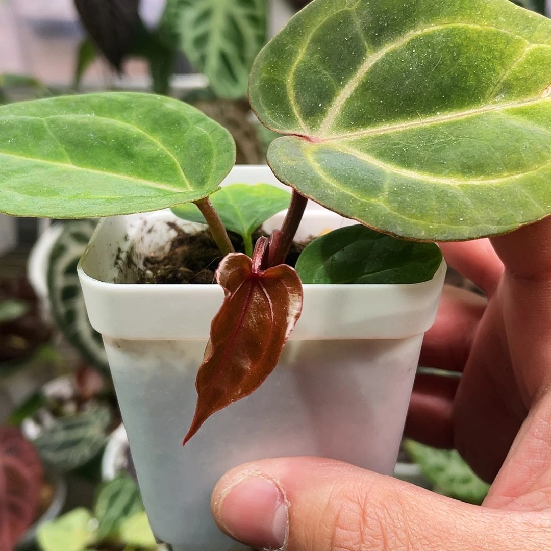 完全开放k红杂红水晶