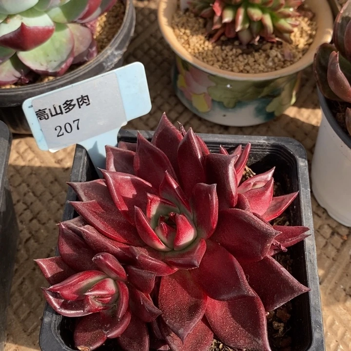D207- 直播福利血罗