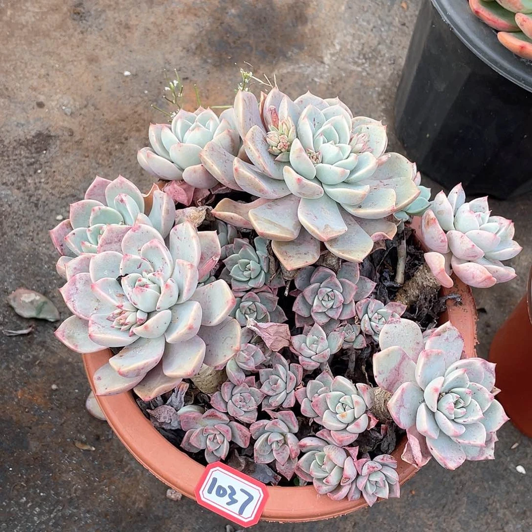 1037红粉 一物一拍多肉