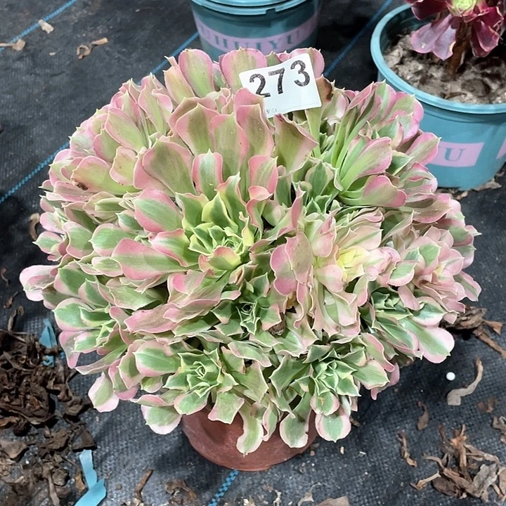 白凤273  冠幅28