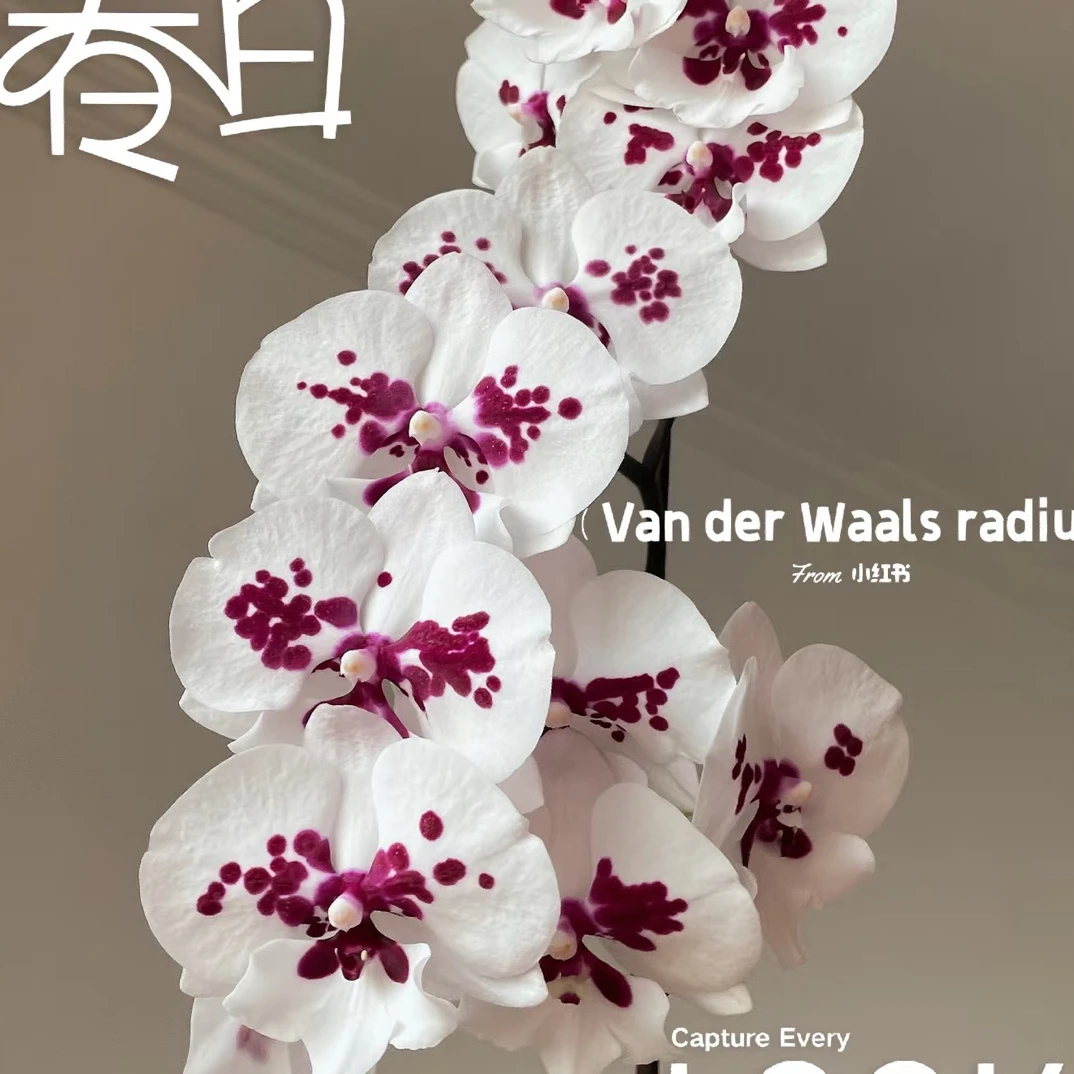 新手必入3花剑起 根系超好【星辰】蝴蝶兰