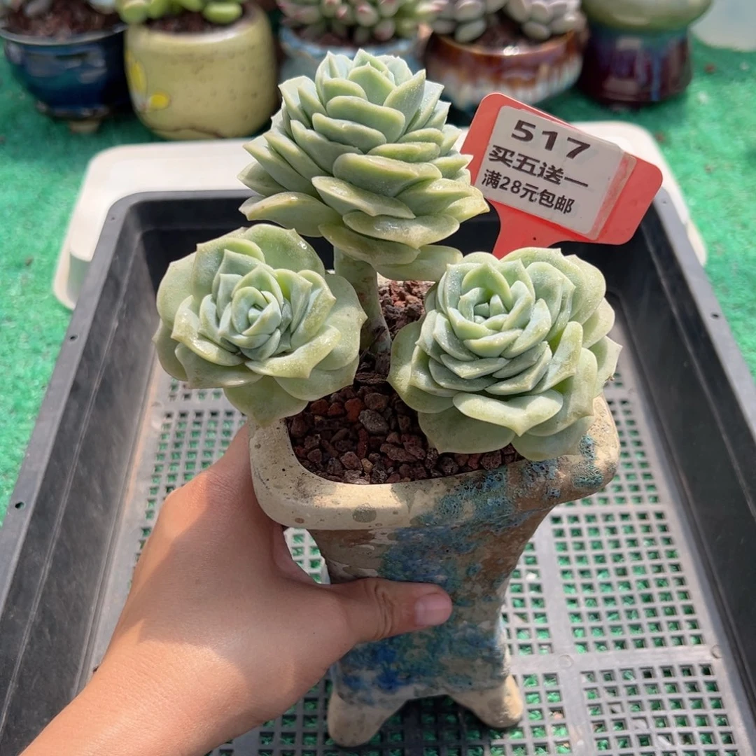 表妹精品多肉植物517.