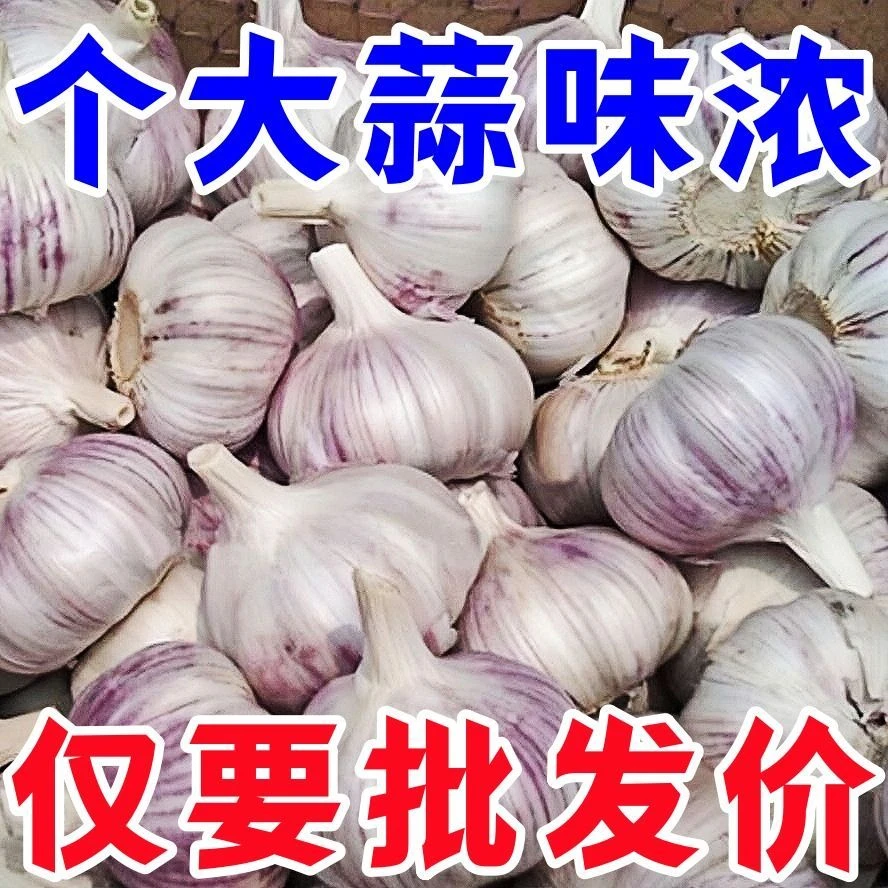 新晒紫白皮干蒜农家大蒜大个头辛辣提香
