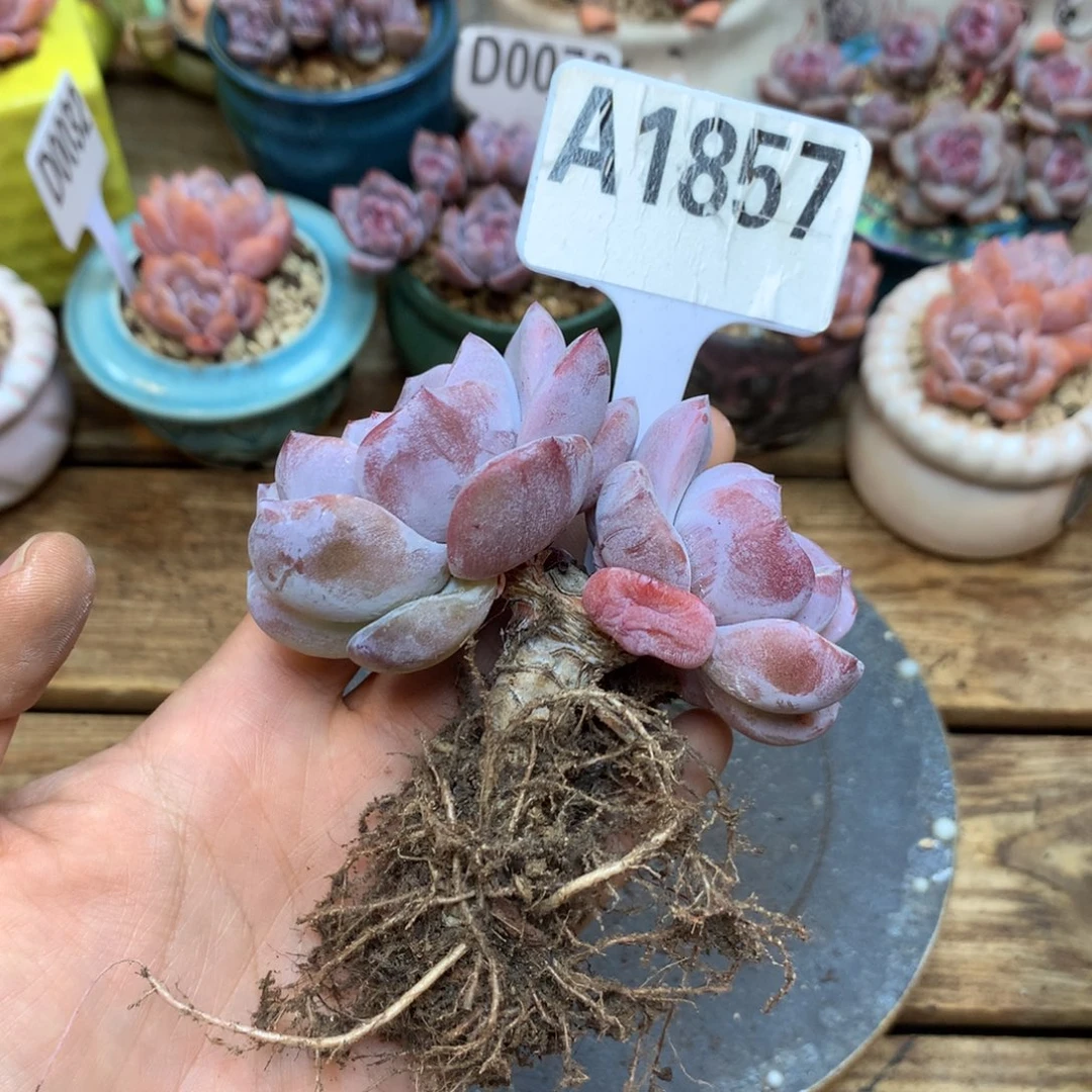 A1857 新货尝鲜福利 8.5cm