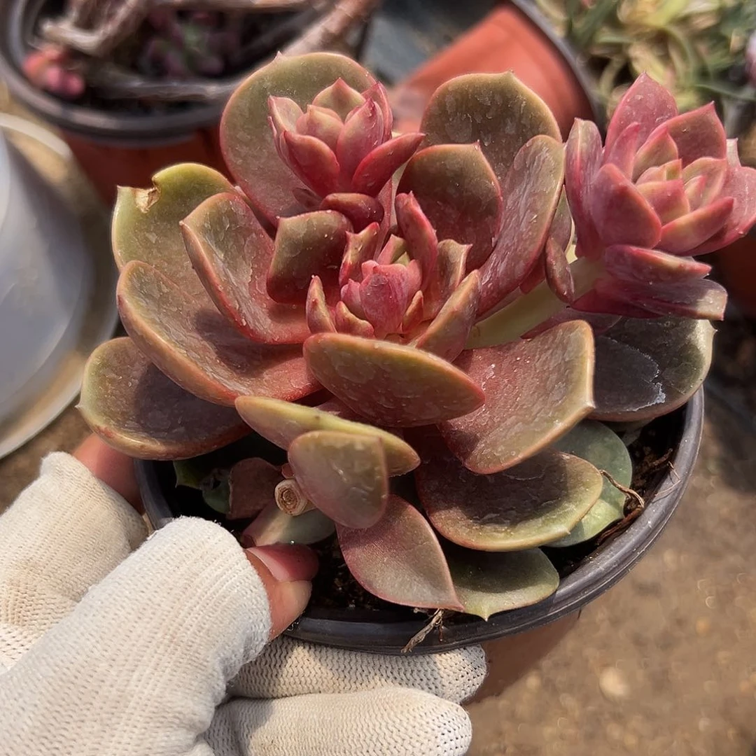 多肉植物大红袍群