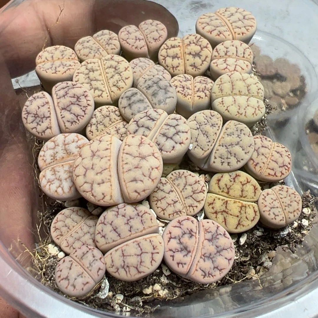 【闪购商品】 558。
